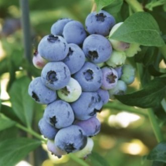 Blue Ray Blueberry
